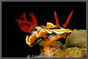 Nudi at One to Two, Yap Island, Micronesia by Dieter Kudler 